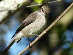 Muscicapa adusta adusta