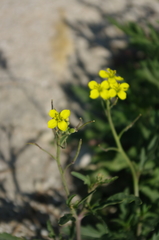 Diplotaxis tenuifolia