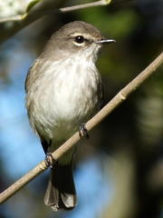 Muscicapa adusta adusta