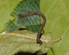 Plegapteryx anomalus
