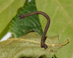 Plegapteryx anomalus