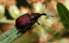 Involvulus cupreus