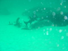 Triakis megalopterus