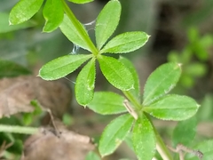 Galium asprellum