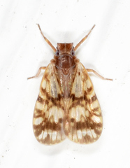 Bothriocera drakei