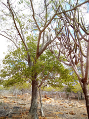 Anadenanthera colubrina cebil