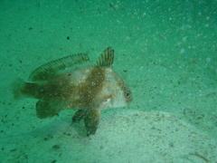 Umbrina canariensis