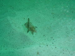 Umbrina canariensis