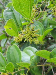 Smilax anceps