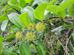 Smilax anceps