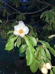 Franklinia