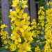 Dotted Loosestrife - Photo (c) Per Ola Wiberg, some rights reserved (CC BY)