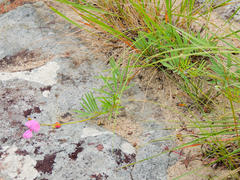 Tephrosia bachmannii