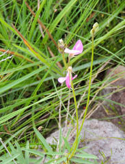 Tephrosia bachmannii