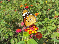 Danaus chrysippus