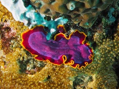 Pseudoceros ferrugineus