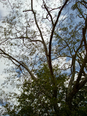 Anadenanthera colubrina cebil