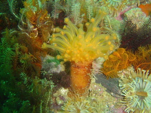 Malacacanthus capensis (Hickson, 1900)