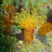 Sun-burst Soft Coral - Photo (c) Peter Southwood, some rights reserved (CC BY-SA), uploaded by Peter Southwood