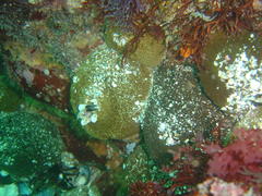 Bunodactis reynaudi