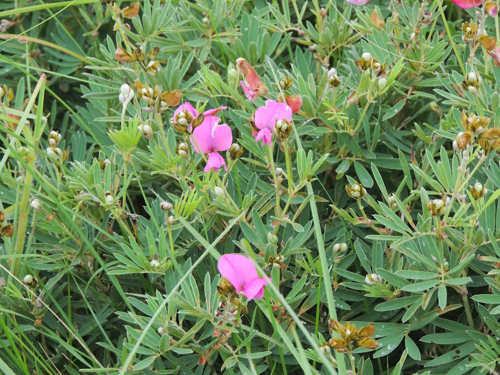 Tephrosia bachmannii