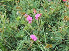 Tephrosia bachmannii