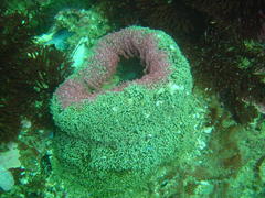Bunodactis reynaudi