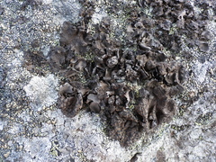 Umbilicaria hyperborea hyperborea