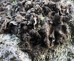 Umbilicaria hyperborea hyperborea