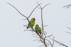 Poicephalus cryptoxanthus