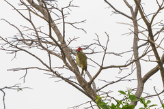 Campethera cailliautii