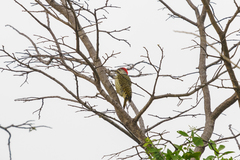 Campethera cailliautii