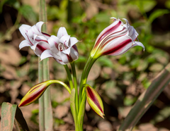 Crinum ornatum