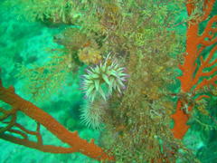 Pseudactinia