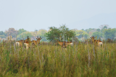 Alcelaphus buselaphus lichtensteinii