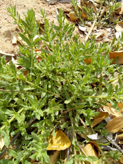Stemodia maritima