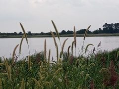 Setaria magna