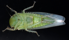 Chlorotettix viridius