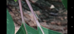 Atopozelus