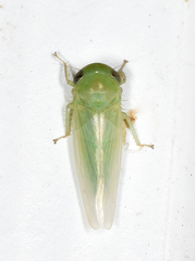 Chlorotettix viridius