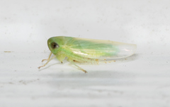 Chlorotettix viridius