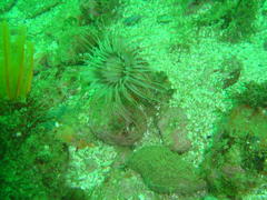 Ceriantheopsis austroafricanus