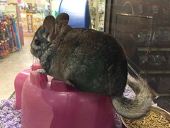Chinchilla