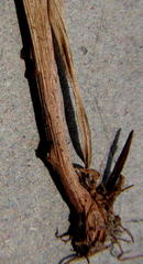 Cyperus sphaerospermus