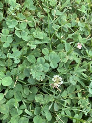 Trifolium repens