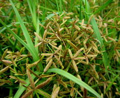 Cyperus sphaerospermus