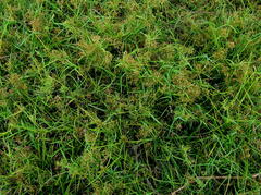 Cyperus sphaerospermus