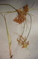 Cyperus sphaerospermus