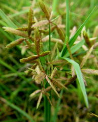 Cyperus sphaerospermus