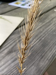 Elymus macgregorii